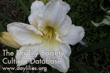 Daylily White Hot